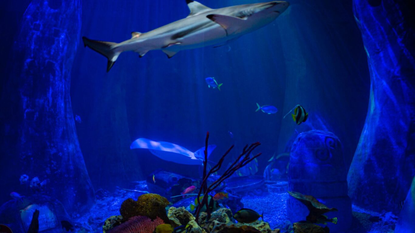 Bray Aquarium, Ocean Display, Bray, Co Wicklow_master