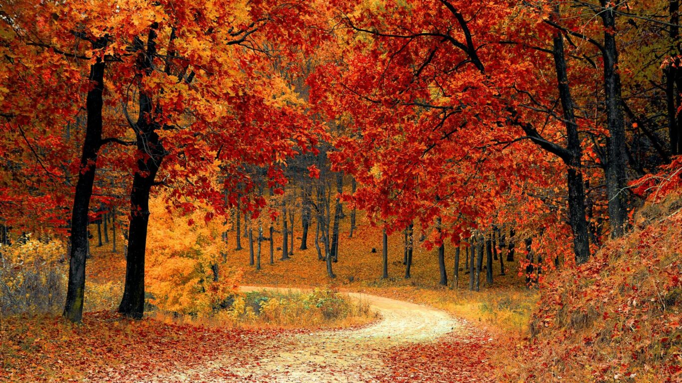 A winding dirt path curves through a forest of trees with bright red, orange, and yellow autumn leaves. Fallen leaves cover the ground.