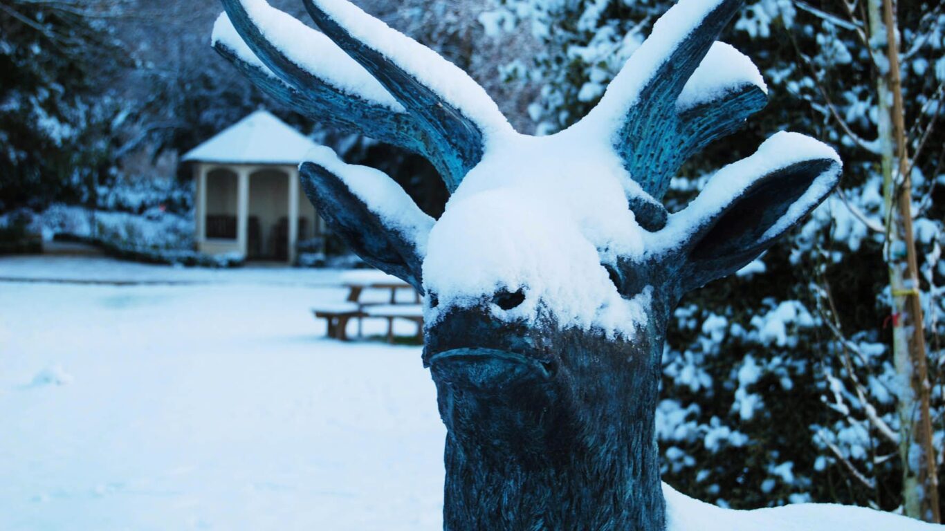 Stag snow