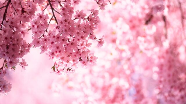 Cherry blossom package