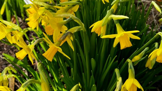daffodils in Glenview