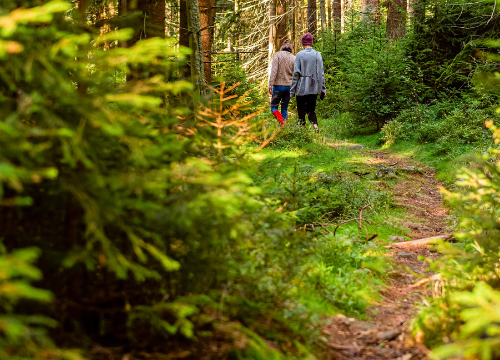 Guests enjoy a serene walk on a lush forest trail, surrounded by tall trees and vibrant greenery, offering a peaceful escape.