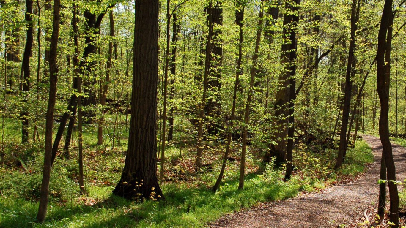 A sunlit forest with tall trees and fresh green leaves, featuring a gravel path curving through the scene.
