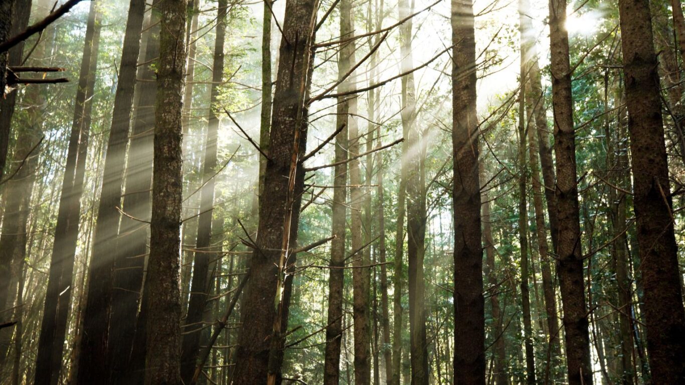 Sunlight filters through tall, dense trees in a forest, illuminating patches of greenery and creating visible rays among the trunks.