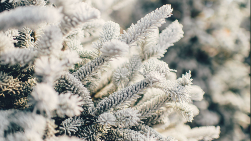 Frost-kissed pine branches evoke a serene winter getaway at our cosy hotel, perfect for a tranquil holiday retreat.