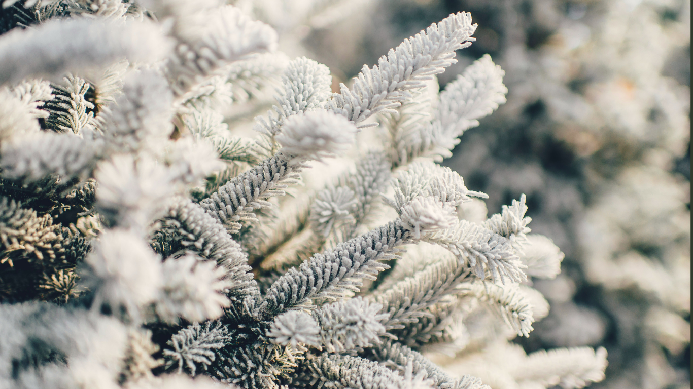 Frost-kissed pine branches evoke a serene winter getaway at our cosy hotel, perfect for a tranquil holiday retreat.